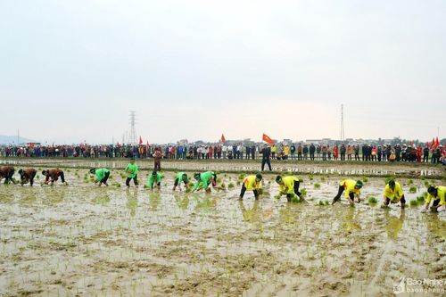 Nghệ An tổ chức lễ hội xuống đồng và Tết trồng cây 'Nông dân ơn Bác'