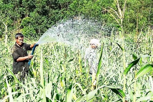 Khánh Sơn: Ra quân sản xuất đầu năm