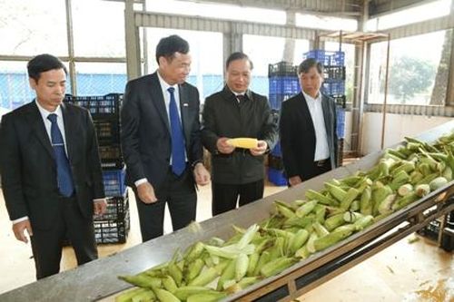 Đồng chí Phó Bí thư Thường trực Tỉnh ủy kiểm tra sản xuất đầu năm