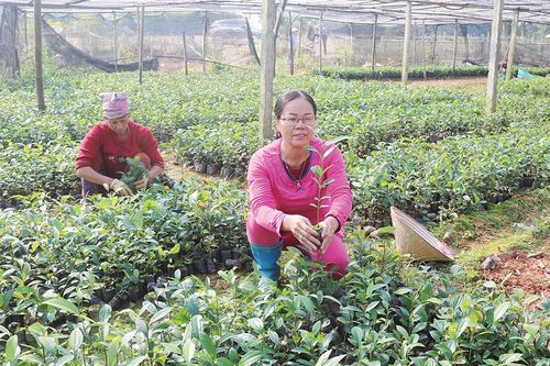 Thực hiện Tết trồng cây theo lời Bác dạy