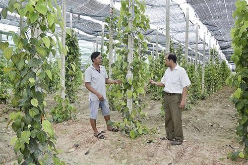 Hải Lăng ứng dụng mạnh mẽ công nghệ sinh học vào sản xuất nông nghiệp