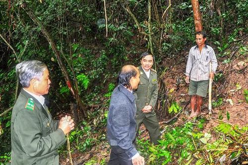 Phát hiện 11 vụ xâm hại rừng trong dịp Tết Nguyên đán