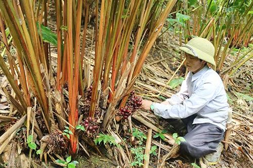 Chiềng Công nỗ lực giảm nghèo