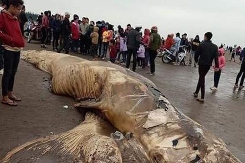 Cá voi gần 10 tấn dạt vào bờ biển Ninh Bình