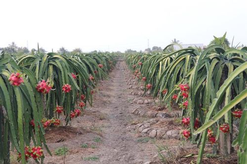 Virus corona khiến thương lái bỏ cọc thu mua thanh long, nông dân miền Tây điêu đứng