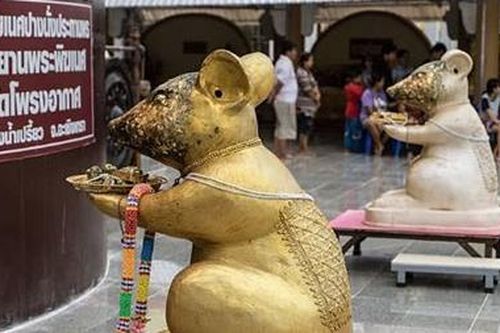 Kỳ bí đền thờ chuột