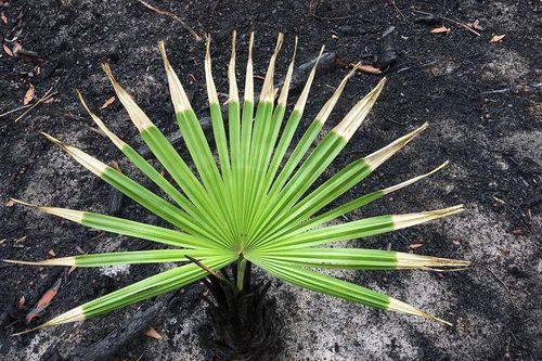 Sự sống bắt đầu trở lại những cánh rừng cháy của Australia