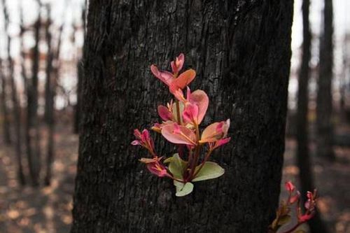 Cây cối đâm chồi trong những cánh rừng cháy ở Australia