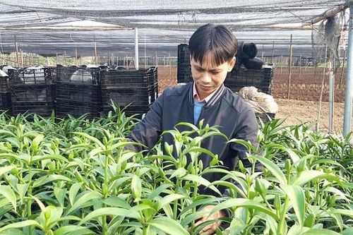 Phát triển hoa, cây cảnh: Hiệu quả chưa xứng tiềm năng