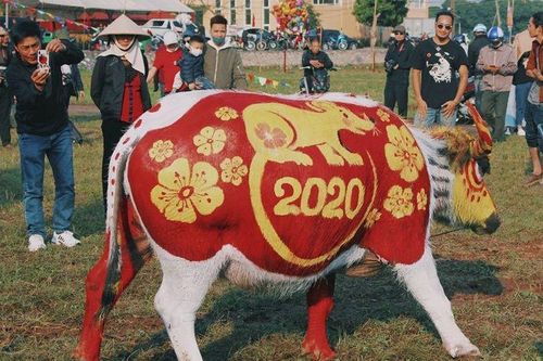 Độc đáo hội thi vẽ trang trí trâu lễ hội Tịch điền Đọi Sơn 2020