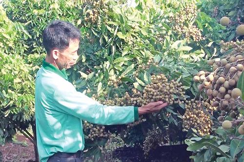 Bội thu nhờ vườn nhãn trái vụ