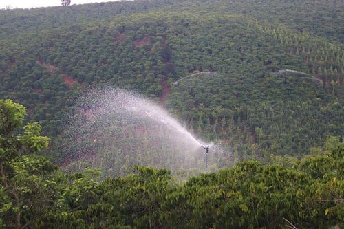 Đầu xuân, hối hả chống hạn cho cà phê