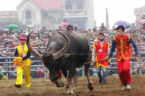 Đề nghị tạm ngừng tổ chức lễ hội chọi trâu xã Phù Ninh, tỉnh Phú Thọ