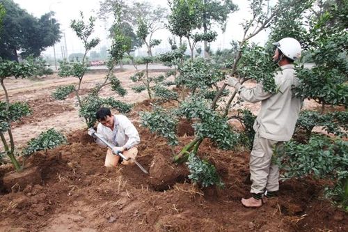 Sau Tết, nông dân hối hả 'hồi sinh' cho quất cảnh