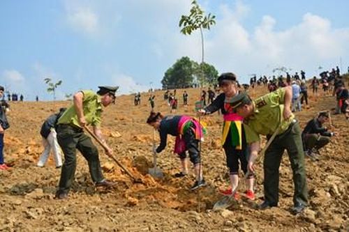 Trồng rừng để bảo vệ môi trường sinh thái và phát triển kinh tế