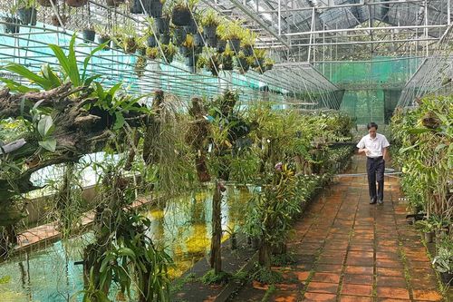 Trả lan quý lại cho rừng