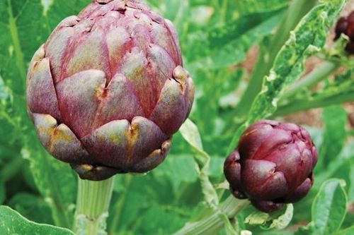 Atisô - vị thuốc nhuận gan, lợi mật