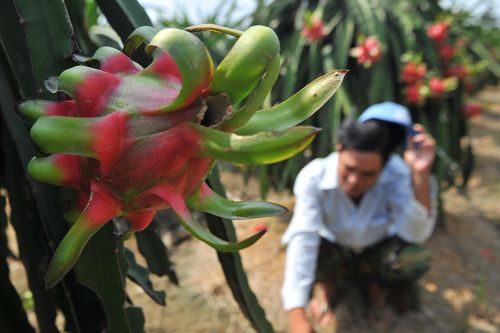 Thanh long miền Tây rớt giá, còn 4.000 đồng/kg