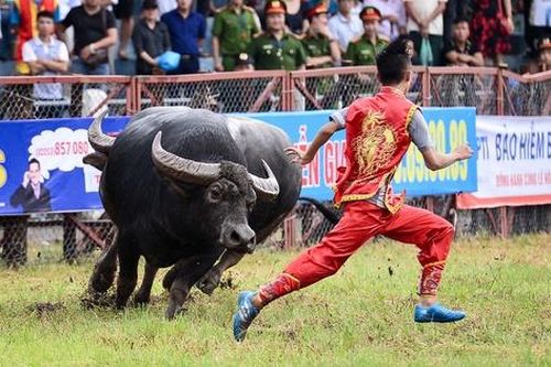 Loạt lễ hội lớn sau Tết bị ảnh hưởng vì virus corona