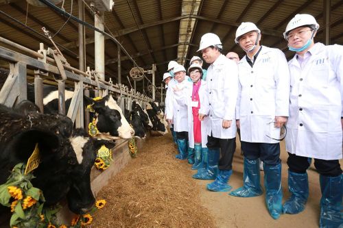 Tập đoàn TH nhập 4.500 bò sữa cao sản thuần chủng về Việt Nam