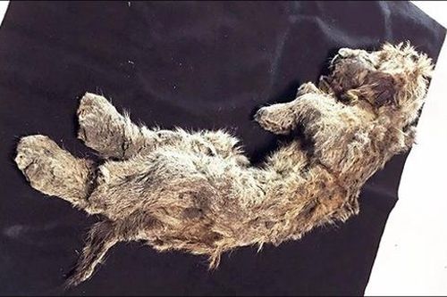 Xác sư tử nguyên vẹn suốt 50.000 năm dưới lớp băng vĩnh cửu