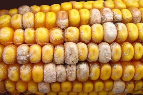 Mô hình ảnh hưởng của nhiệt độ và hoạt độ nước lên sự tốc độ tăng trưởng của Aspergillus flavus trên môi trường gạo