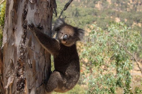 Hàng chục con koala bị giết chết bí ẩn ở Australia