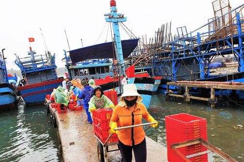 Ngư dân Quảng Nam đón 'lộc biển' đầu năm từ Hoàng Sa
