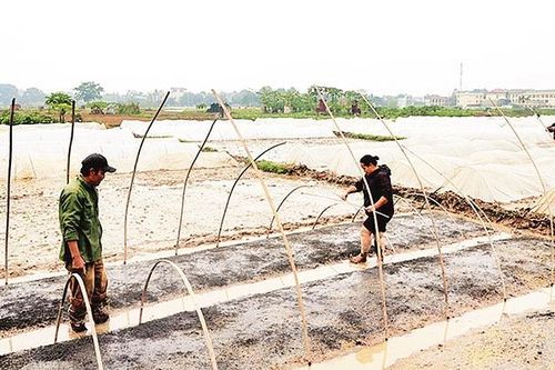 Nỗ lực sản xuất vụ xuân