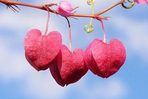 Tử vi thứ Ba ngày 4/2/2020 của 12 cung hoàng đạo