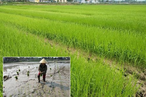 Thanh Chương: Hàng nghìn ha ruộng nguy cơ thiếu nước gieo cấy vụ Xuân