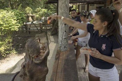 Đàn hà mã của trùm ma túy Escobar có thể phục hồi hệ sinh thái cổ đại