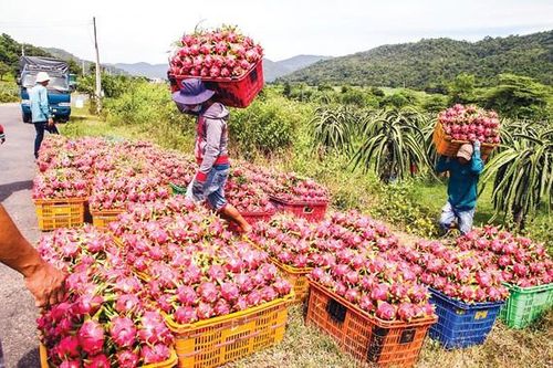 Rau quả xuất khẩu gặp nạn đầu năm
