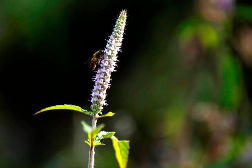 Hà Giang: Tháng Giêng mùa ong đi lấy mật trên cao nguyên đá