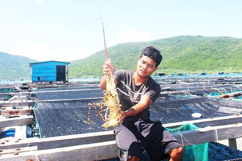 Xuất khẩu tôm hùm gặp khó