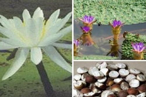 Khiếm thực ích thận cố tinh, kiện tỳ