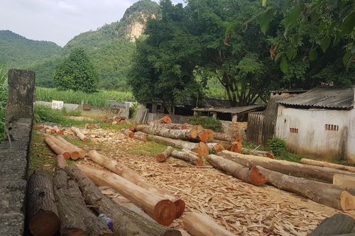 Vụ hàng chục cây gỗ lim bị đốn hạ ở Bá Thước (Thanh Hóa): Vi phạm tới đâu sẽ xử lý tới đó