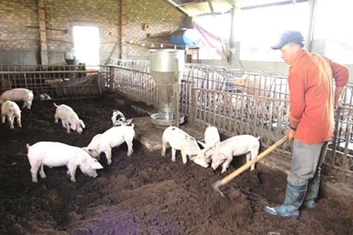 4 xã nào của Hà Nội còn dịch tả lợn châu Phi?