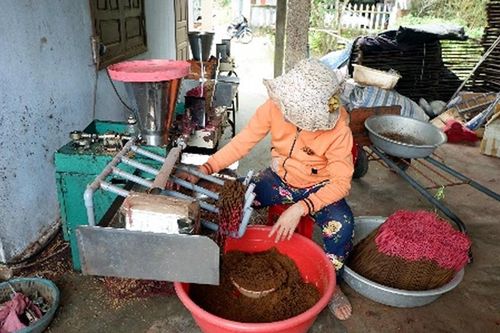 Làng nghề vào Xuân