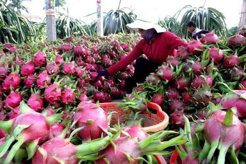 Xuất khẩu nông, lâm, thủy sản tháng đầu năm hụt hơi trong dịch corona