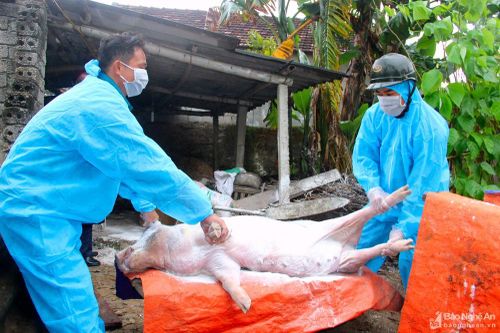 Dịch tả lợn Châu Phi tái phát ở Nghệ An do người dân chung đụng lợn Tết