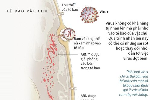 Cơ chế nhân lên của chủng virus corona mới (2019-nCoV)