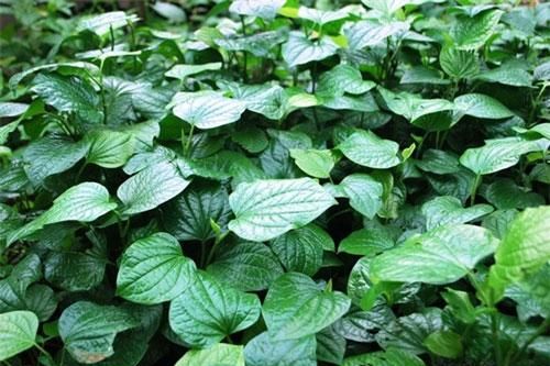 Một nắm lá lốt nấu nước uống sẽ chữa được 9 căn bệnh thường gặp này