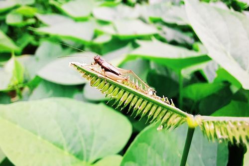 Mùa xuân thể hiện qua góc ảnh macro của giới trẻ