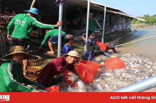Ngành hàng cá tra với nhiều kỳ vọng trong năm 2020