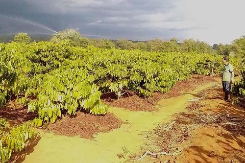 Chăm sóc cà phê sau thu hoạch quyết định năng suất