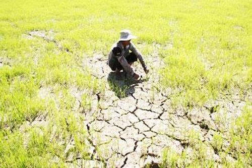 Kiểm tra công tác phòng, chống hạn tại Khánh Hòa