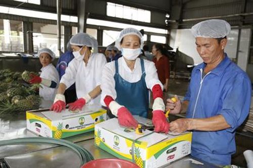 Sôi nổi khí thế sản xuất đầu năm tại Công ty cổ phần thực phẩm xuất khẩu Đồng Giao