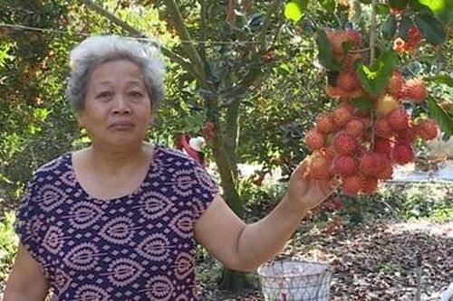 Chôm chôm'chín đỏ vườn', giá giảm còn phân nửa