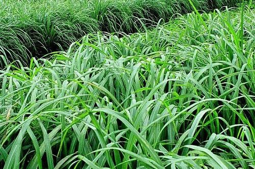 Trồng sả ở vùng đất nhiễm mặn